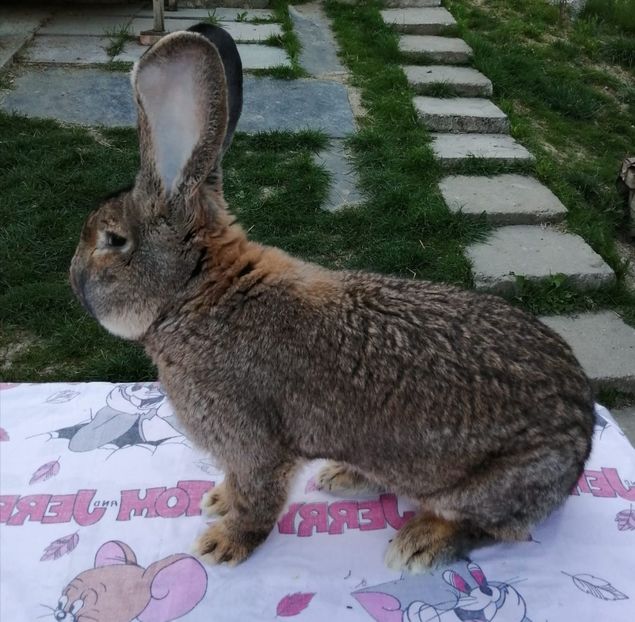 Mascul 2 - Masculi UGG 2020