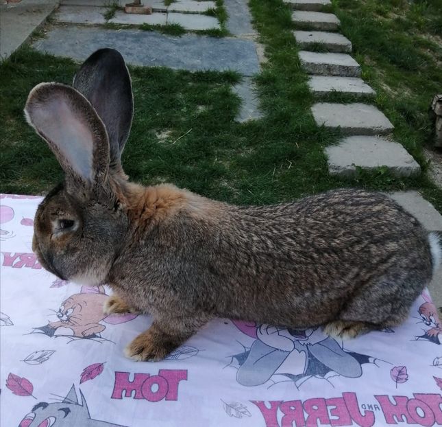 Mascul 2 - Masculi UGG 2020