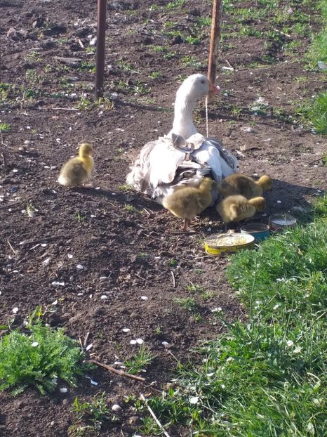  - Gasca cu boboci 2020