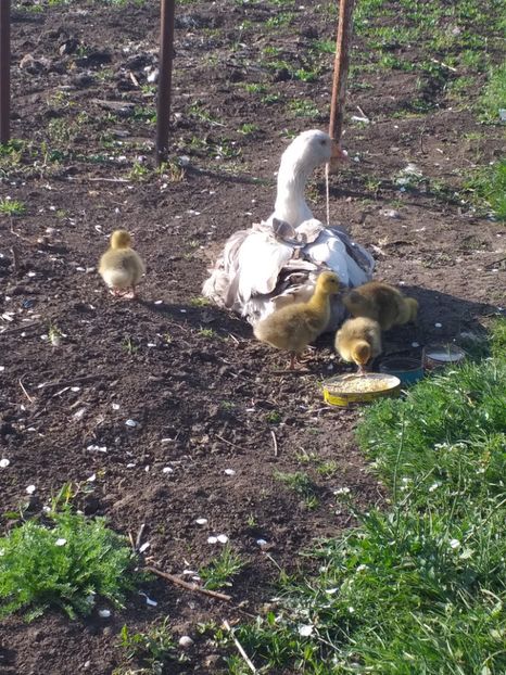  - Gasca cu boboci 2020