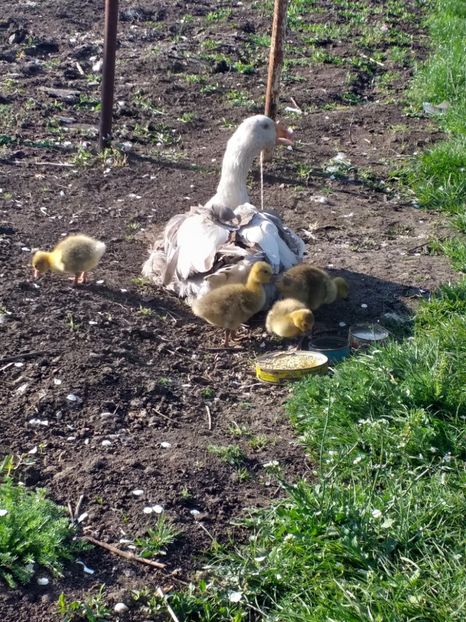  - Gasca cu boboci 2020