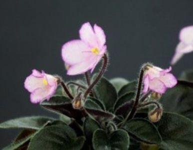 poza net - ZZN-Diymovochka