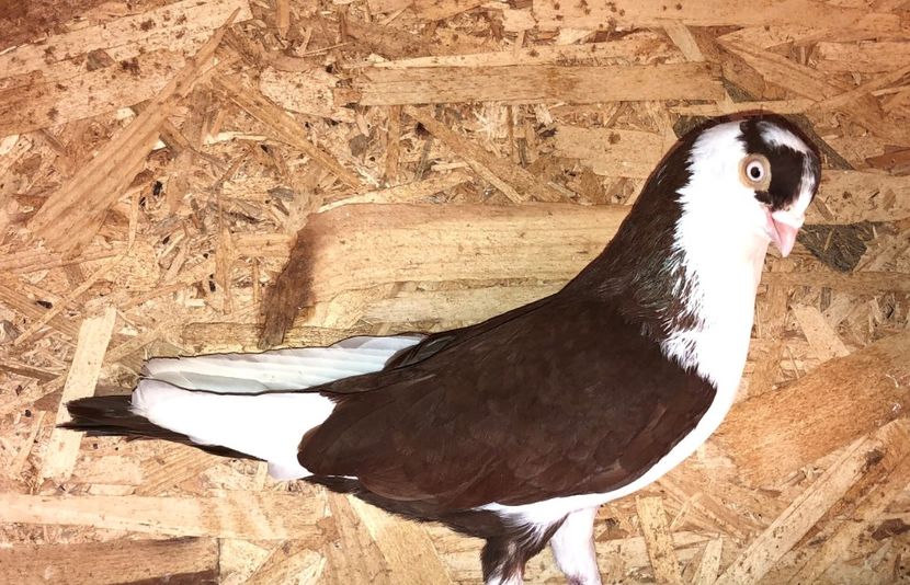 mascul  2019 - 0000001 prin voliere