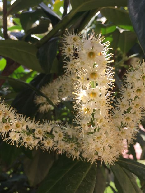 935DA87A-3F79-43A9-B89C-842B392EB624 - Florii 2020