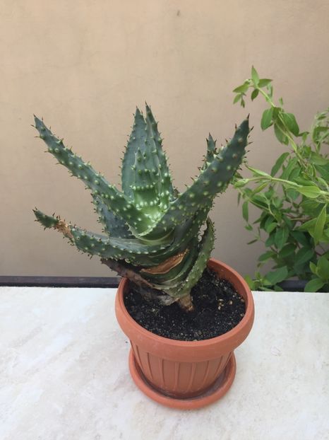 8893A8D1-6FA5-4A7E-B863-6D17B770AC89 - Suculente 2020