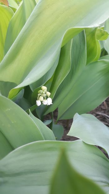  - Gradinita de flori