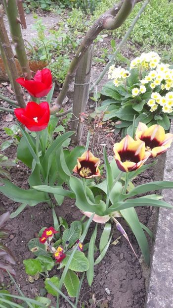  - Gradinita de flori