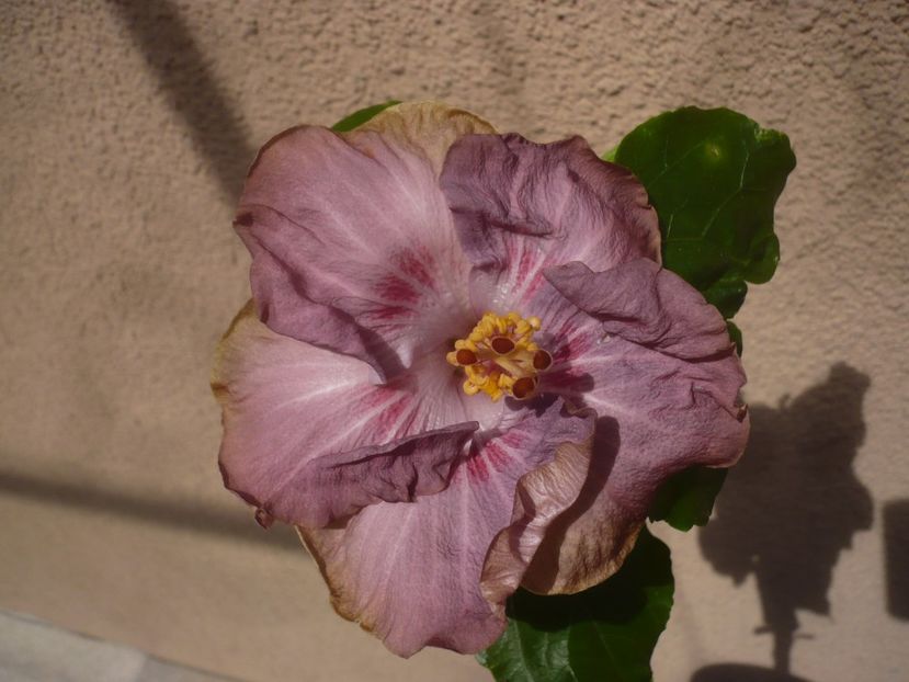 19.04.2020 - HIBISCUSI 2020-1