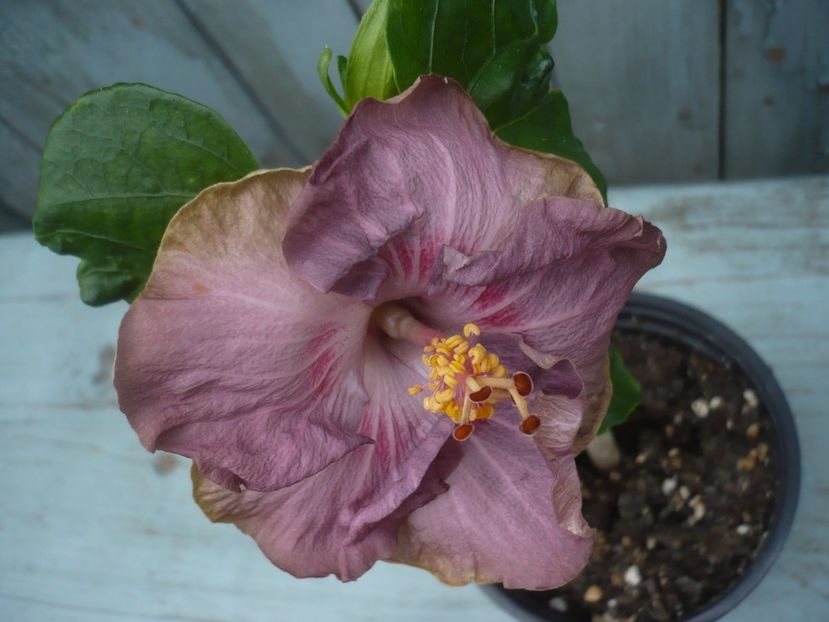 P1430609 - HIBISCUSI 2020-1