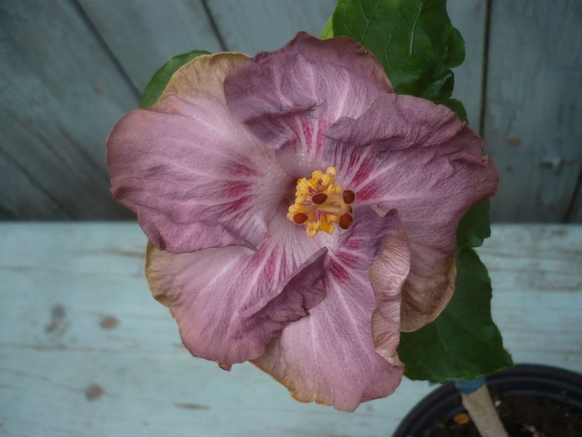 P1430610 - HIBISCUSI 2020-1