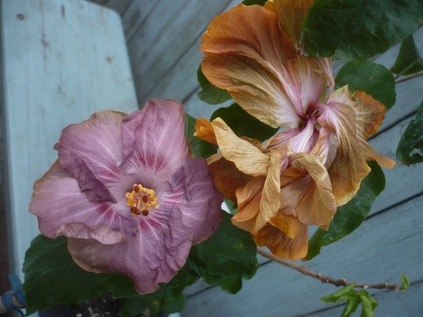 P1430612 - HIBISCUSI 2020-1