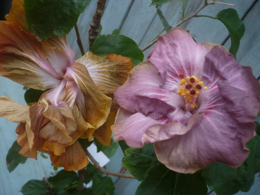 P1430613 - HIBISCUSI 2020-1