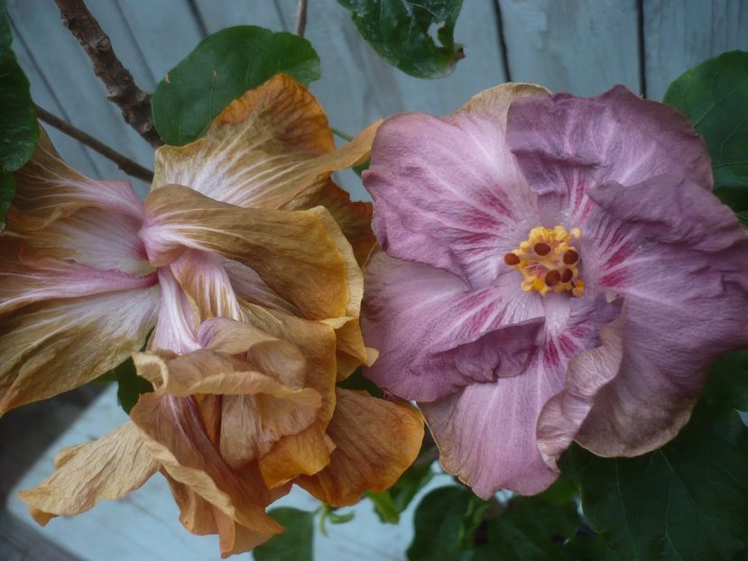 P1430616 - HIBISCUSI 2020-1