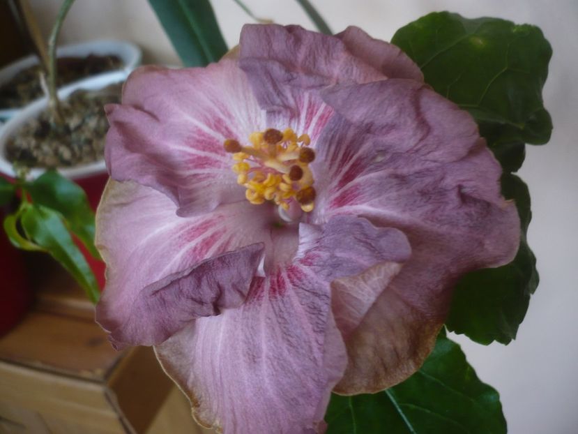 P1430619 - HIBISCUSI 2020-1