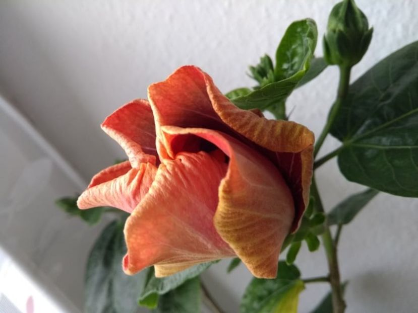  - Tahitian Purple Passion