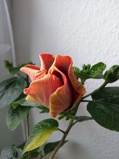  - Tahitian Purple Passion