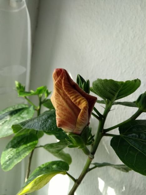  - Tahitian Purple Passion