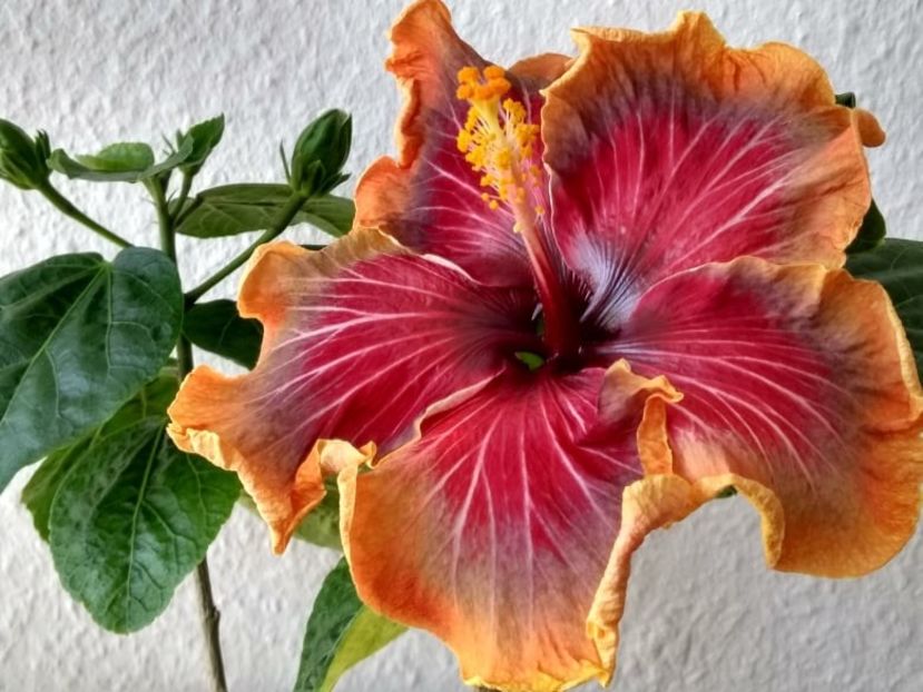  - Tahitian Purple Passion