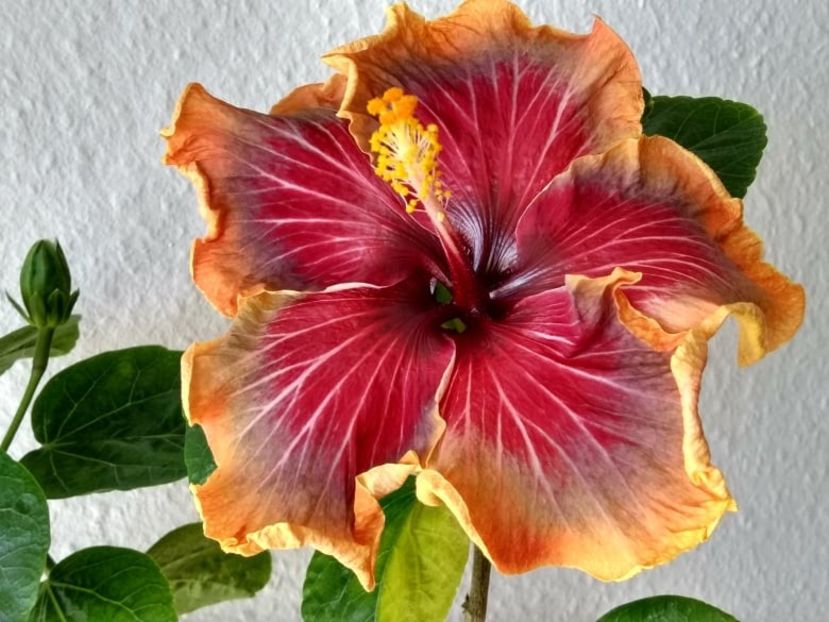  - Tahitian Purple Passion