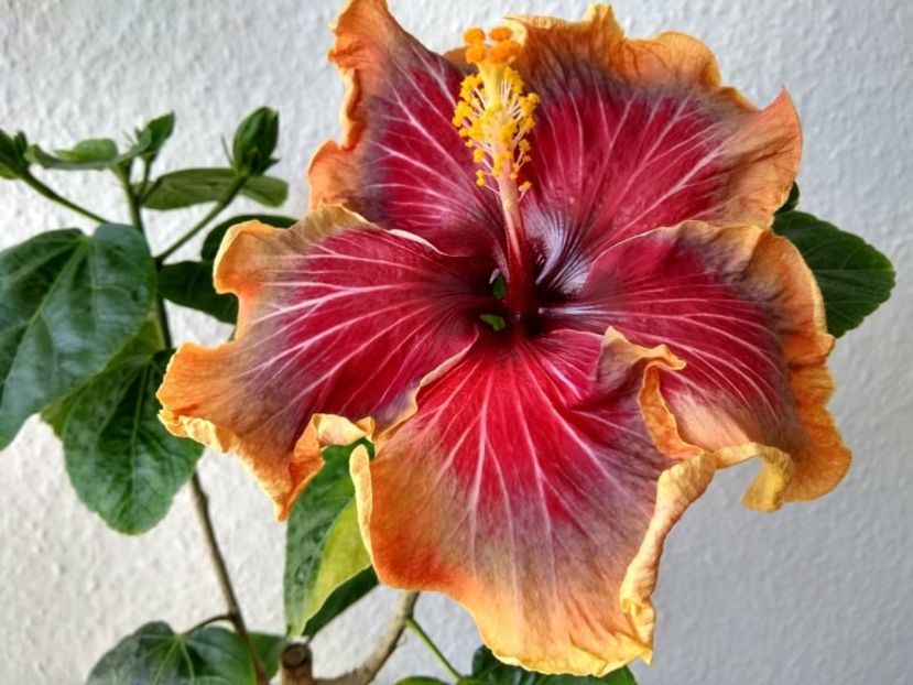  - Tahitian Purple Passion