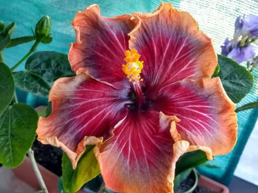  - Tahitian Purple Passion