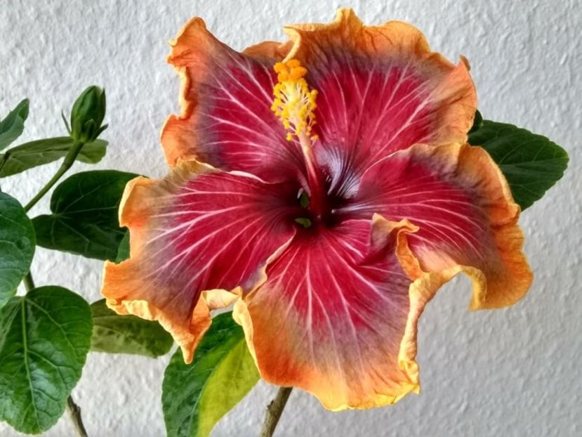  - Tahitian Purple Passion