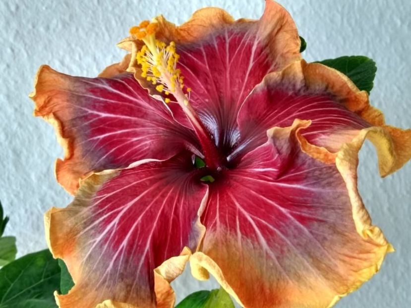  - Tahitian Purple Passion