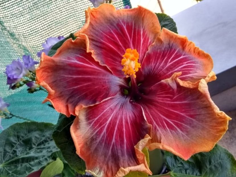  - Tahitian Purple Passion