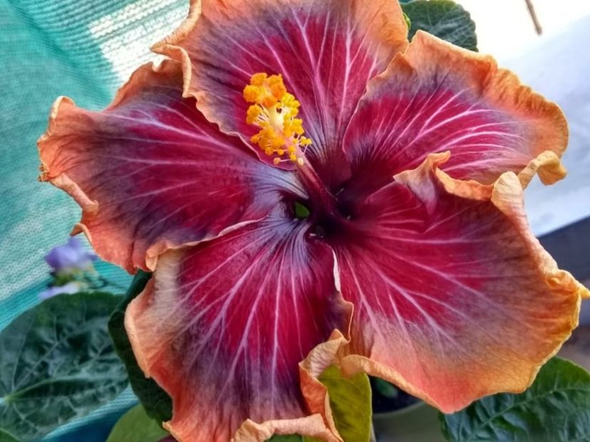  - Tahitian Purple Passion