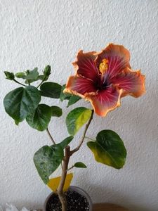  - Tahitian Purple Passion