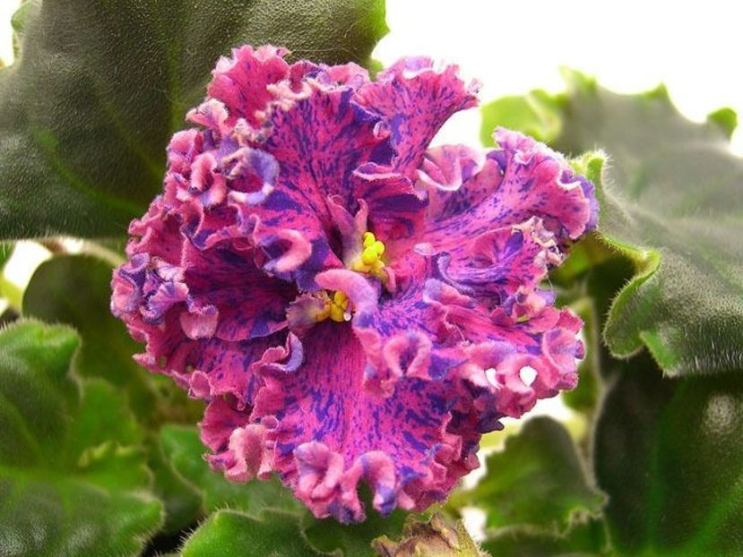 Foto net - ZZZ_____Suncoast Fantasy Love sp