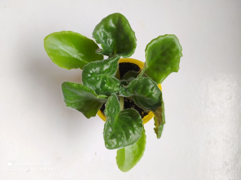 19 aprilie 2020 - ZZZ_____RS Madeira sp