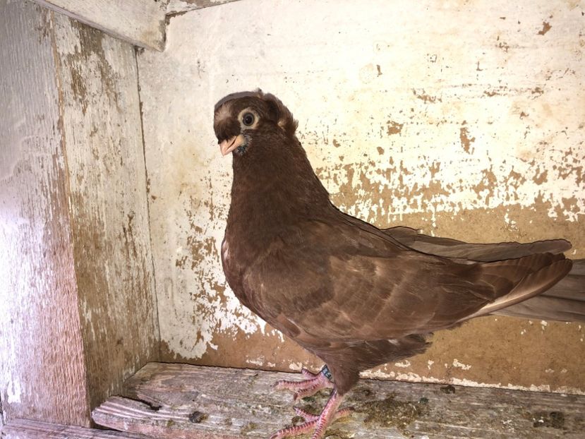 8521  mascul  2020_1 - pui 2020 BM