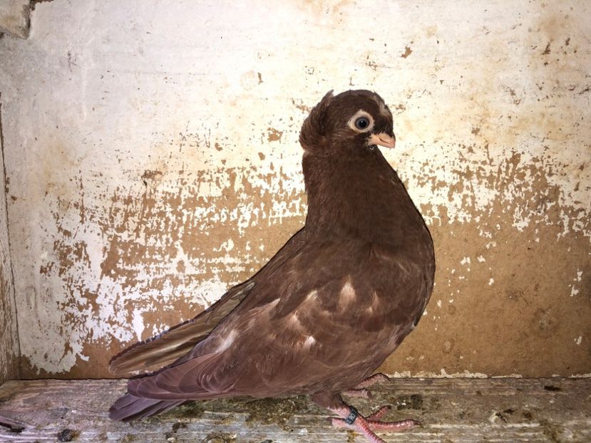 8521  mascul  2020_2 - pui 2020 BM