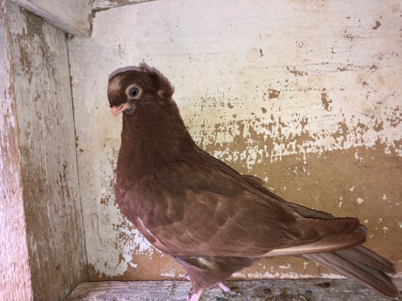 8521  mascul  2020_3 - pui 2020 BM