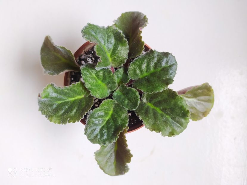 19 aprilie 2020 - ZZZ____LIK Tverskie Uzori