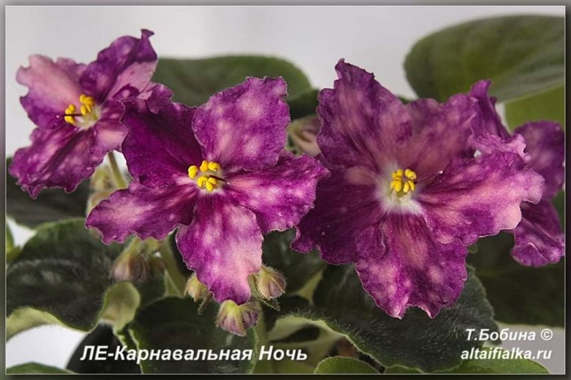 Foto net - ZZZ____LE Karnavalna Noc