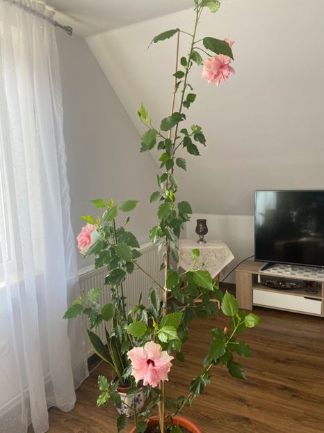 8DFE13F5-5EDD-48B4-82FA-41F6BF13E842 - Hibiscus roz batut 2020
