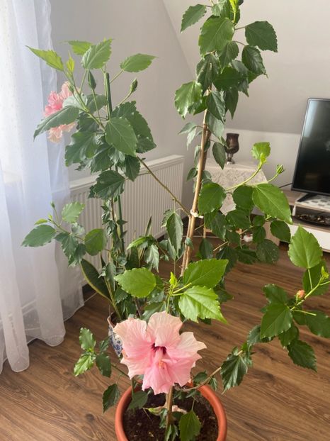 FAB68DD4-B8BE-413B-866F-F08502182911 - Hibiscus roz batut 2020