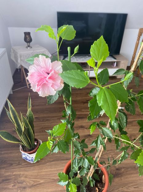 F3EC26FB-5B88-42EB-A254-801452B8EF1A - Hibiscus roz batut 2020