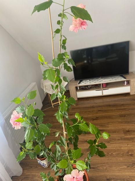 3FC2AB63-E980-4382-A7DF-32CA10A7C3A7 - Hibiscus roz batut 2020