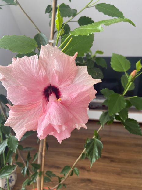 11E756D4-1903-489C-B75E-FD61FAE74369 - Hibiscus roz batut 2020