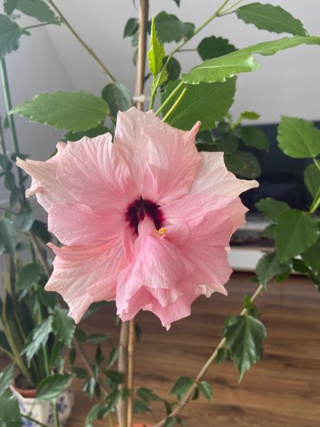 66BE5300-8339-4E0E-8755-A833B3DF39DD - Hibiscus roz batut 2020