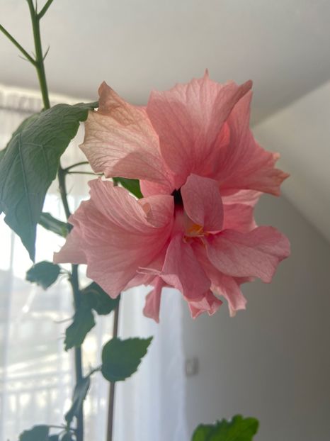 B12785C1-BA37-4C5A-86E1-4352C4D087A9 - Hibiscus roz batut 2020