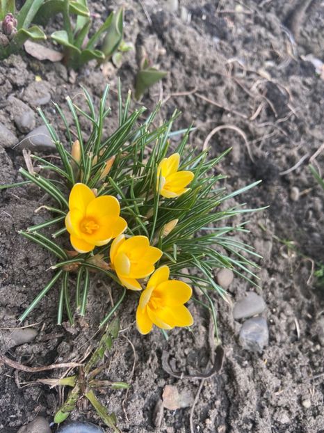 6ABD7B4C-1CE1-46D4-8E05-BFD9A8669DE6 - Brânduşe 2020