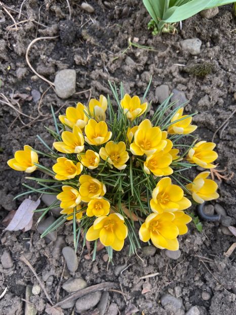 946F43FC-8AAC-438F-8CBA-9E9CDEDF85EB - Brânduşe 2020