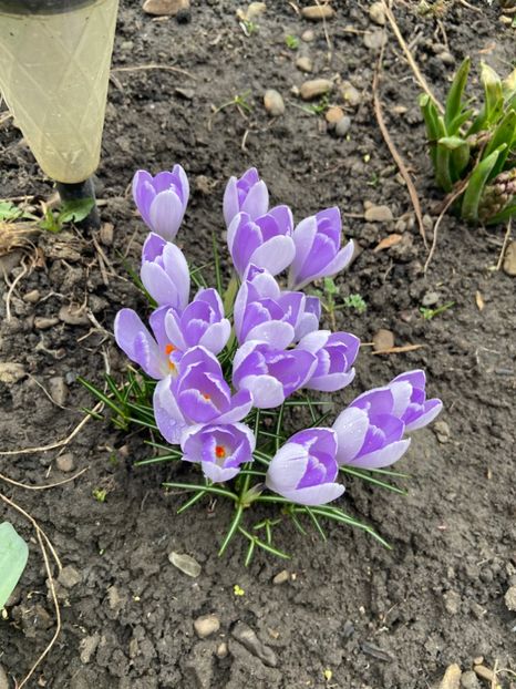 4F3BADD7-F9BE-4DE7-BEAC-94AA9D04B72F - Brânduşe 2020