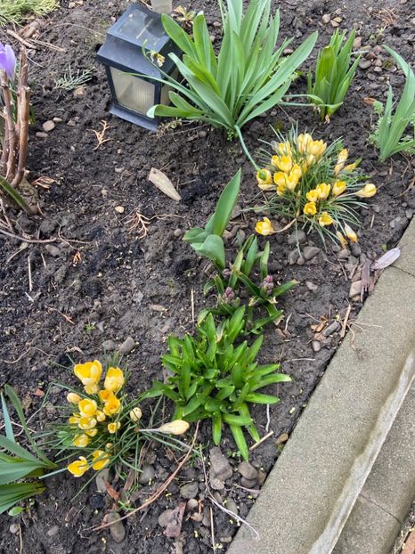 EC7DACFB-4FD8-4E17-8485-A59F01D84B1E - Brânduşe 2020