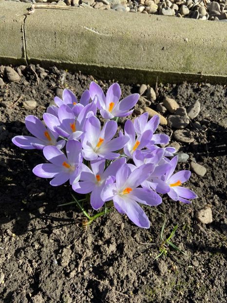 4E1D773F-1E2A-4DDC-8E11-9F3FCCC6DFC3 - Brânduşe 2020