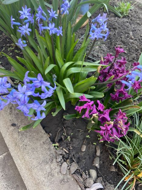 84D82896-6043-43F8-B01D-7EC515B9EDDE - Gradina primavara 2020